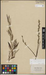 Foto von Salix repens L. x Salix viminalis L.
